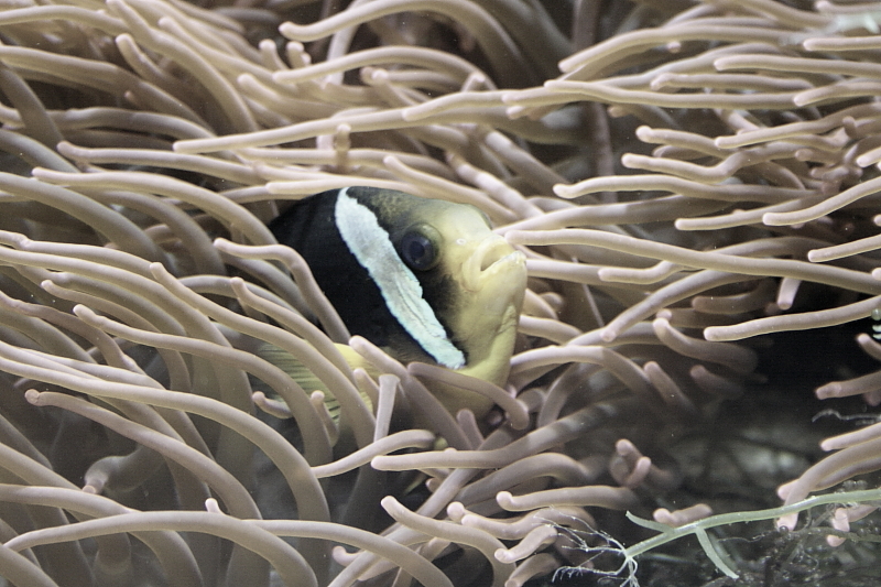 Meereszentrum Fehmarn - Meerwasseraquarium Korallenriff Haifischanlage